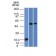 TOX3(TOX3/1124), CF568 conjugate, 0.1mg/mL