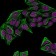 Cytokeratin 7(KRT7/760 + OV-TL12/30), CF568 conjugate, 0.1mg/mL