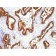 Cytokeratin 18(KRT18/1190), CF568 conjugate, 0.1mg/mL