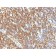 SUMO-2(SUMO2/1199), CF568 conjugate, 0.1mg/mL