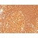 HLA-DRB(LN-3 + HLA-DRB/1067), CF568 conjugate, 0.1mg/mL