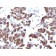 Thyroglobulin(TGB04 + TGB05), CF568 conjugate, 0.1mg/mL