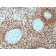 bcl-2(100/D5 + 124), CF568 conjugate, 0.1mg/mL