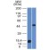 Adipophilin / Perilipin-2 (Marker of Obesity) (ADFP/1365), CF568 conjugate, 0.1mg/mL