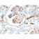 Adiponectin (Marker of Obesity) (ADPN/1370), CF568 conjugate, 0.1mg/mL