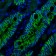 Ep-CAM / CD326 (Extracellular Domain) (Epithelial Marker) (EGP40/1372), CF568 conjugate, 0.1mg/mL