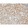 NKX2.2 (Neuroendocrine & Ewing s Sarcoma Marker) (NX2/1422R), CF568 conjugate, 0.1mg/mL