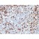 PDCD1 / PD1 / CD279 (Programmed Cell Death 1), CF568 conjugate, 0.1mg/mL