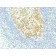 MCM7 (Proliferation Marker) (MCM7/1467), CF568 conjugate, 0.1mg/mL