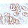 Prostate Specific Acid Phosphatase (PSAP)(PASE/4LJ), CF568 conjugate, 0.1mg/mL