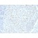 Bcl-6 (Follicular Lymphoma Marker) (BCL6/1526), CF568 conjugate, 0.1mg/mL