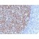 Bcl-6 (Follicular Lymphoma Marker) (BCL6/1527), CF568 conjugate, 0.1mg/mL