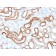 Ksp-Cadherin (Kidney-Specific Cadherin) / CDH16 (CDH16/1532R), CF568 conjugate, 0.1mg/mL