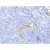 von Willebrand Factor / Factor VIII Related-Ag (Endothelial Marker) (rVWF/1465), CF568 conjugate, 0.1mg/mL