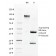 Biotium BNC681560-500, Angiotensin I Converting Enzyme (ACE) / CD143(9B9), CF568 conjugate, 0.1mg/mL