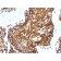 Cytokeratin, Acidic (Type I or LMW) (Epithelial Marker) (KRTL/1577R), CF568 conjugate, 0.1mg/mL