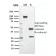 SREBP2(SREBP2/1579), CF568 conjugate, 0.1mg/mL