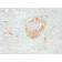 NSE gamma (Neuron Specific Enolase, gamma) (Neuroendocrine Marker)(NSE-P2), CF568 conjugate, 0.1mg/mL