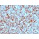 S100B (Astrocyte and Melanoma Marker), CF568 conjugate, 0.1mg/mL