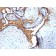 Glycophorin A / CD235a (Erythrocyte Marker)(N/A), CF568 conjugate, 0.1mg/mL