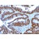 p53 Tumor Suppressor Protein (TP53/1739), CF568 conjugate, 0.1mg/mL
