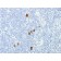Epstein-Barr Virus (LMP-1)(CS1-4), CF568 conjugate, 0.1mg/mL
