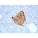 Chromogranin A / CHGA (Neuroendocrine Marker) (CHGA/1773R), CF568 conjugate, 0.1mg/mL