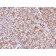 Spectrin beta III (SPTBN2) (SPTBN2/1778), CF568 conjugate, 0.1mg/mL