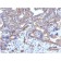 Thrombomodulin / CD141 (Endothelial Cell Marker) (THBD/1782), CF568 conjugate, 0.1mg/mL