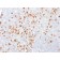 SOX2 (Transcription Factor) (SOX2/1791), CF568 conjugate, 0.1mg/mL