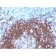 SOX2 (Transcription Factor) (SOX2/1792), CF568 conjugate, 0.1mg/mL