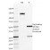 ETS1 (Marker of Tumor Metastasis)(ETS1/1801), CF568 conjugate, 0.1mg/mL