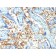 Spectrin Alpha 1 (Erythrocyte Marker) (SPTA1/1810), CF568 conjugate, 0.1mg/mL