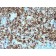 gp100 / Melanosome / PMEL17 / SILV (Melanoma Marker)(N/A), CF568 conjugate, 0.1mg/mL