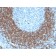 CD79b (B-Cell Marker)(IGB/1842), CF568 conjugate, 0.1mg/mL