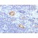 von Willebrand Factor / Factor VIII Related-Ag (Endothelial Marker) (VWF/1859R), CF568 conjugate, 0.1mg/mL