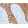 Cytokeratin, Multi (Epithelial Marker)(KRT/1877R), CF568 conjugate, 0.1mg/mL