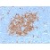 Thymidylate Synthase (5-FU Resistance Marker) (TYMS/1884), CF568 conjugate, 0.1mg/mL