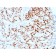 Estrogen Receptor, alpha (Marker of Estrogen Dependence)(ESR1/1904), CF568 conjugate, 0.1mg/mL