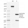 STAT3 / Signal Transducer and Activator of Transcription 3 (PCRP-STAT3-2F12), CF568 conjugate, 0.1mg/mL