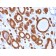 TPO (Thyroid Peroxidase) (Thyroid Marker)(TPO/1921), CF568 conjugate, 0.1mg/mL