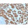 TPO (Thyroid Peroxidase) (Thyroid Marker) (TPO/1922), CF568 conjugate, 0.1mg/mL