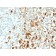 Vimentin (Mesenchymal Cell Marker)(VIM/1937R), CF568 conjugate, 0.1mg/mL