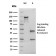 TIMP1 (Colorectal Cancer Biomarker / Marker of Lymph Node Metastasis)(rTIMP1/1710), CF568 conjugate, 0.1mg/mL