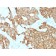 Cytokeratin 19 (Pancreatic Stem Cell Marker) (rKRT19/800), CF568 conjugate, 0.1mg/mL