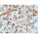 Thyroglobulin (Thyroidal Cell Marker) (rTGB24), CF568 conjugate, 0.1mg/mL
