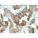 Cytokeratin 20 (KRT20) (Colorectal Epithelial Marker)(KRT20/1993), CF568 conjugate, 0.1mg/mL