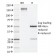 IL-4 (Interleukin-4), Mouse(11B11), CF568 conjugate, 0.1mg/mL
