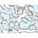 TIMP2 (Tissue Inhibitor of Metalloproteinase 2) (TIMP2/2044), CF568 conjugate, 0.1mg/mL
