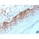 Nucleophosmin (Acute Myeloid Leukemia Marker) (NA24), CF568 conjugate, 0.1mg/mL